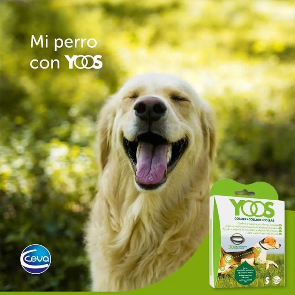 Collar YOOS Small – Collar alivio articular para perros pequeños